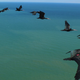 Illustration for article titled Why Birds Take Turns At The Front When Flying In V-Formation